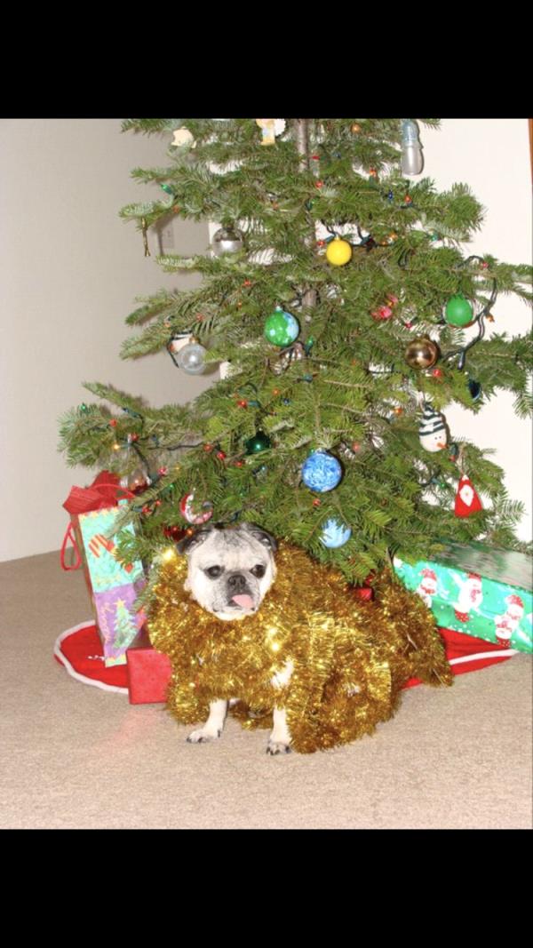 /Images/uploads/PUG NATION RESCUE OF LOS ANGELES/2019pugcalendar/entries/8340thumb.jpg